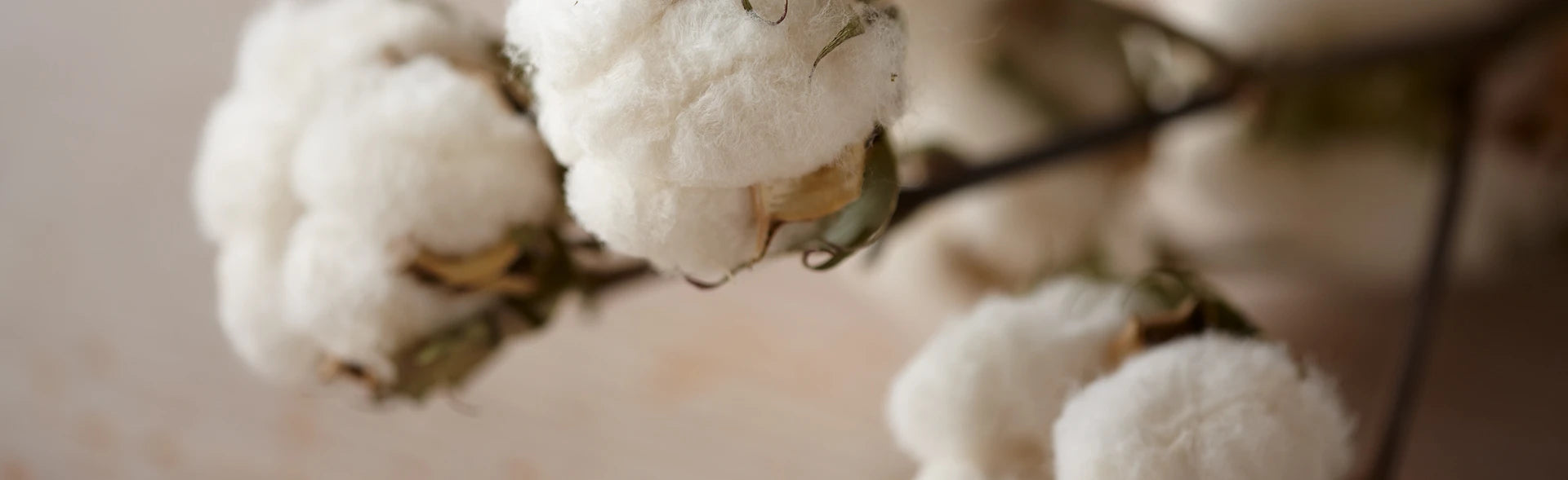 Organic Cotton vs Conventional Cotton – Coyuchi